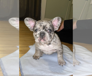 French Bulldog Puppy for sale in WEST BEND, WI, USA