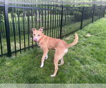 Small #3 Carolina Dog-Labrador Retriever Mix