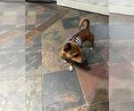 Small Chihuahua Mix