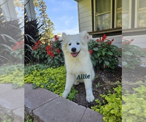 Samoyed Puppy for sale in UNITY, WI, USA