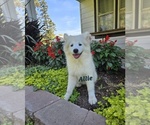 Image preview for Ad Listing. Nickname: Allie