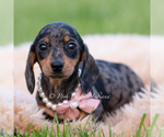 Puppy Sadie AKC Dachshund