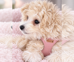 Toffee - Female Maltipoo (Toy) Puppy for Sale - Photo #4