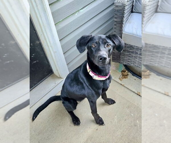 Medium Photo #6 Labrador Retriever-Unknown Mix Puppy For Sale in Mooresville, NC, USA