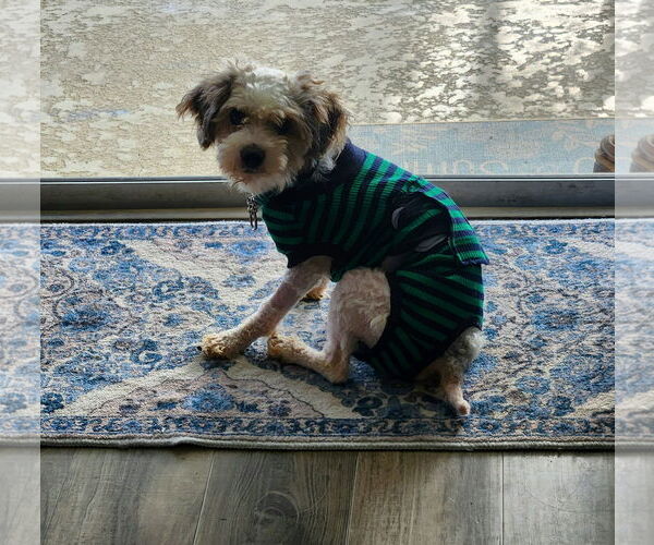 Medium Photo #4 Poodle (Toy) Puppy For Sale in Valrico, FL, USA