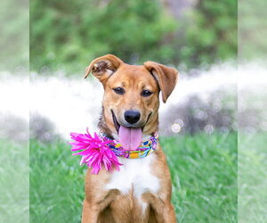 Mutt Dogs for adoption in Unionville, PA, USA