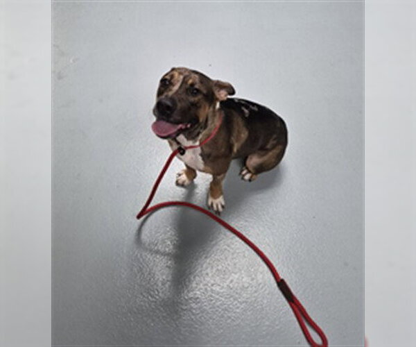 Medium Photo #1 Mutt Puppy For Sale in St. Cloud, FL, USA