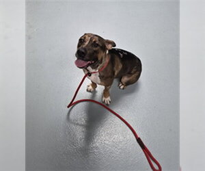 Mutt Dogs for adoption in St. Cloud, FL, USA