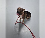 JUPITER - Male Mutt Dog for Adoption - Small photo