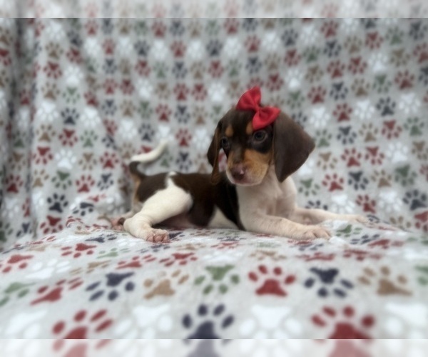 Medium Photo #2 Beagle Puppy For Sale in LAKELAND, FL, USA