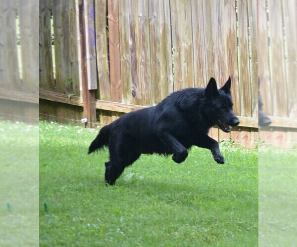 Medium Photo #1 German Shepherd Dog Puppy For Sale in POWDER SPRINGS, GA, USA