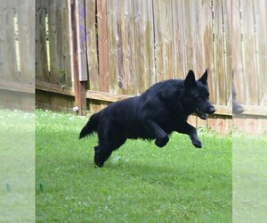 Father of the German Shepherd Dog puppies born on 09/21/2026