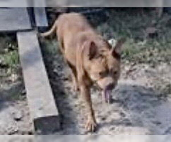 Medium Photo #1 Mutt Puppy For Sale in Houston, TX, USA