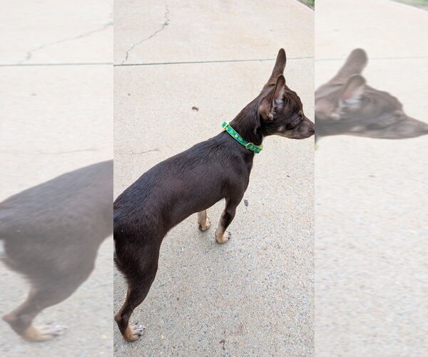 Medium Photo #4 Chihuahua-Unknown Mix Puppy For Sale in Mooresville, NC, USA