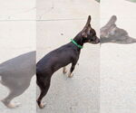 Small #3 Chihuahua Mix