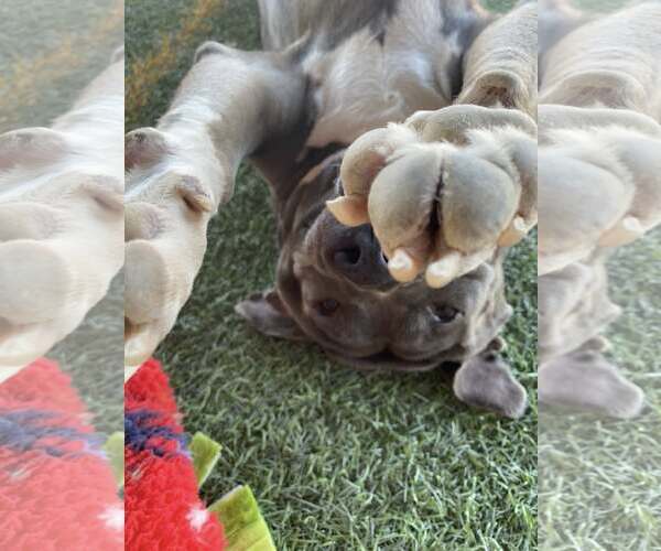 Medium Photo #3 American Staffordshire Terrier-Unknown Mix Puppy For Sale in Queen Creek, AZ, USA