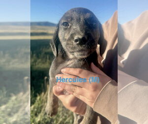 Border Collie-Unknown Mix Dogs for adoption in Tabernash, CO, USA
