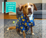 Small #16 Saint Bernard Mix