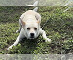 Small #1 Mutt