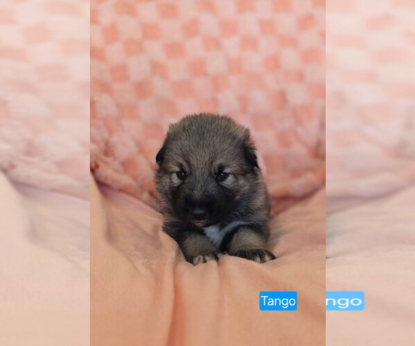 Medium Photo #2 American Pit Bull Terrier-Unknown Mix Puppy For Sale in Duluth, MN, USA