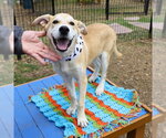 Small #1 Labrador Retriever Mix