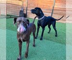 Small #3 Great Dane