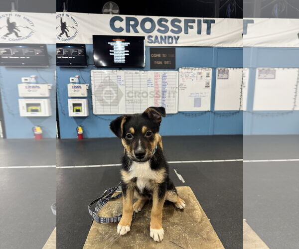 Medium Photo #2 German Shepherd Dog-Unknown Mix Puppy For Sale in Sandy, UT, USA