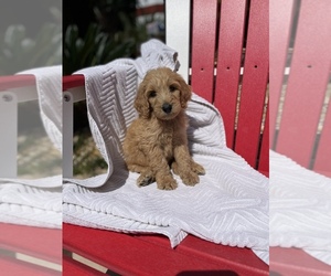 Goldendoodle Puppy for Sale in RHINE, Georgia USA
