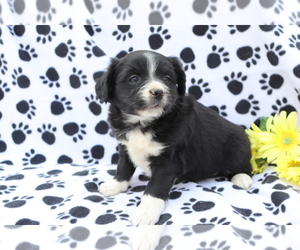 Australian Shepherd-Unknown Mix Puppy for sale in SHILOH, OH, USA