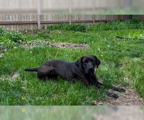 Medium Photo #9 Boxador Puppy For Sale in Minneapolis, MN, USA