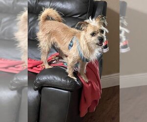 Brussels Griffon-Unknown Mix Dogs for adoption in Plantation, FL, USA