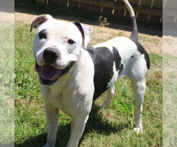 Medium Photo #3 American Bulldog Puppy For Sale in Jackson, MS, USA
