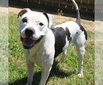 Small #2 American Bulldog