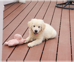 Small #1 English Cream Golden Retriever