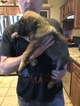 Small Photo #19 Malinois Puppy For Sale in EAGLE POINT, OR, USA
