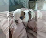Small #4 English Bulldog