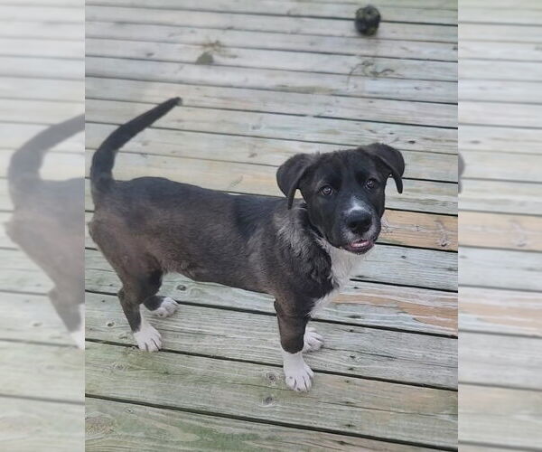 Medium Photo #11 Labrador Retriever-Unknown Mix Puppy For Sale in Murfreesboro, NC, USA