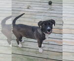 Small #10 Labrador Retriever Mix
