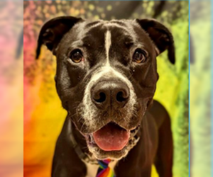 Bullboxer Pit Dogs for adoption in Candler, NC, USA