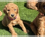 Small Photo #3 Goldendoodle Puppy For Sale in OAKLAND, CA, USA