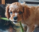 Small Photo #14 Cavalier King Charles Spaniel Puppy For Sale in BELVIDERE, IL, USA