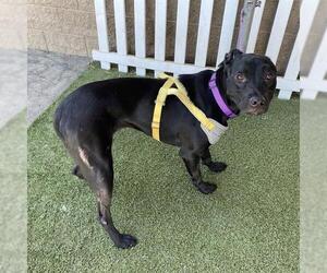 Labrador Retriever-Unknown Mix Dogs for adoption in Modesto, CA, USA