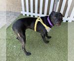 Small Labrador Retriever Mix