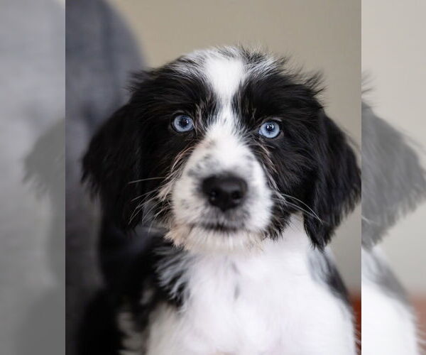 Medium Photo #1 Maltese-Unknown Mix Puppy For Sale in Andover, MN, USA