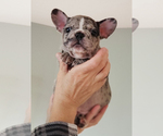 Small Photo #14 French Bulldog Puppy For Sale in ADRIAN, MI, USA