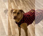 Small #2 American Staffordshire Terrier-Labrador Retriever Mix