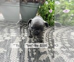 Puppy Tony French Bulldog