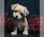 Small #3 Morkie