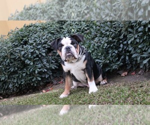 English Bulldog Puppy for sale in WESTCHESTER, CA, USA
