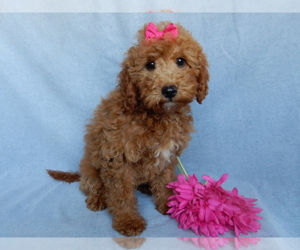 Medium Photo #1 Goldendoodle (Miniature) Puppy For Sale in MILLERSBURG, OH, USA